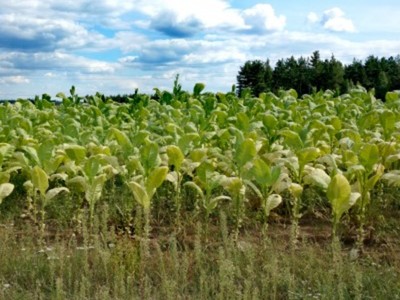 Tytoń