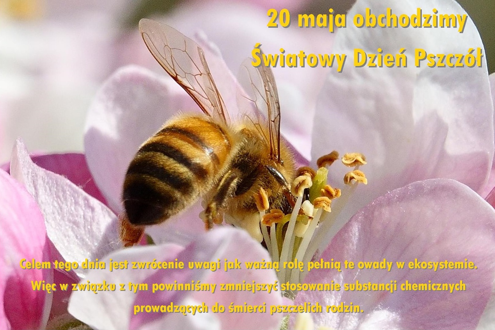 Pszczoła