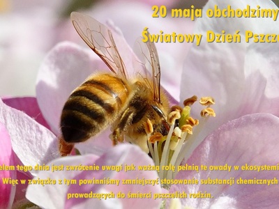 Pszczoła