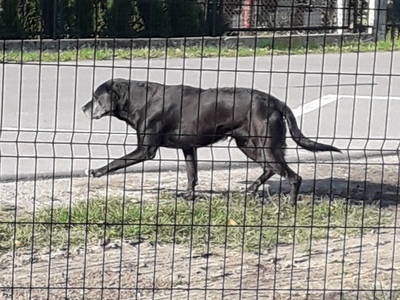 Zdjęcie psa do przygarnięcia