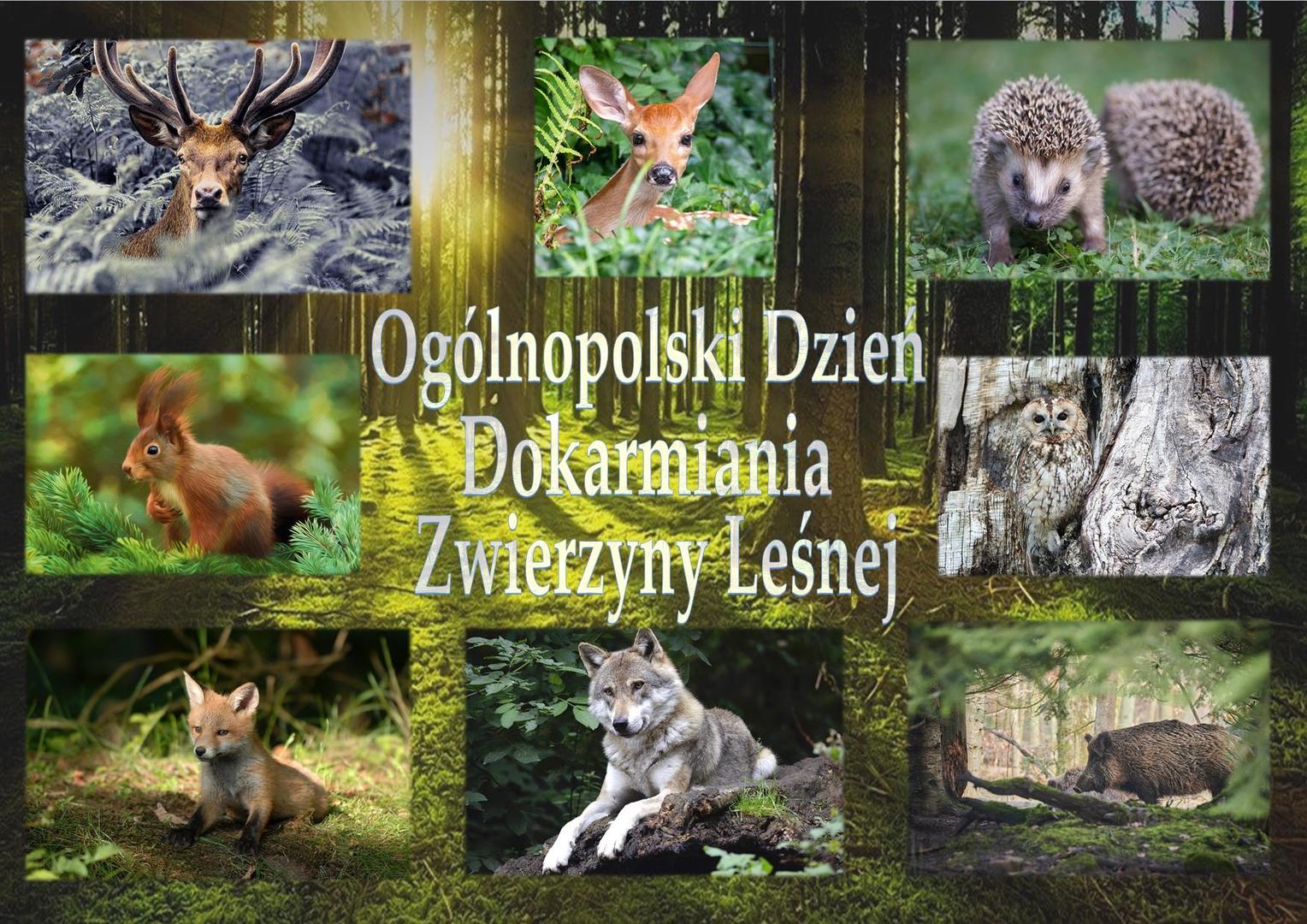 Zdjęcia zwierzyny leśnej