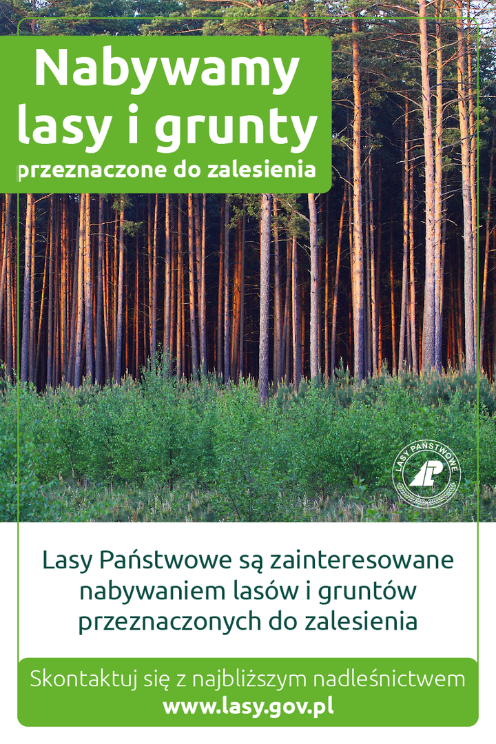 Zdjęcie lasu