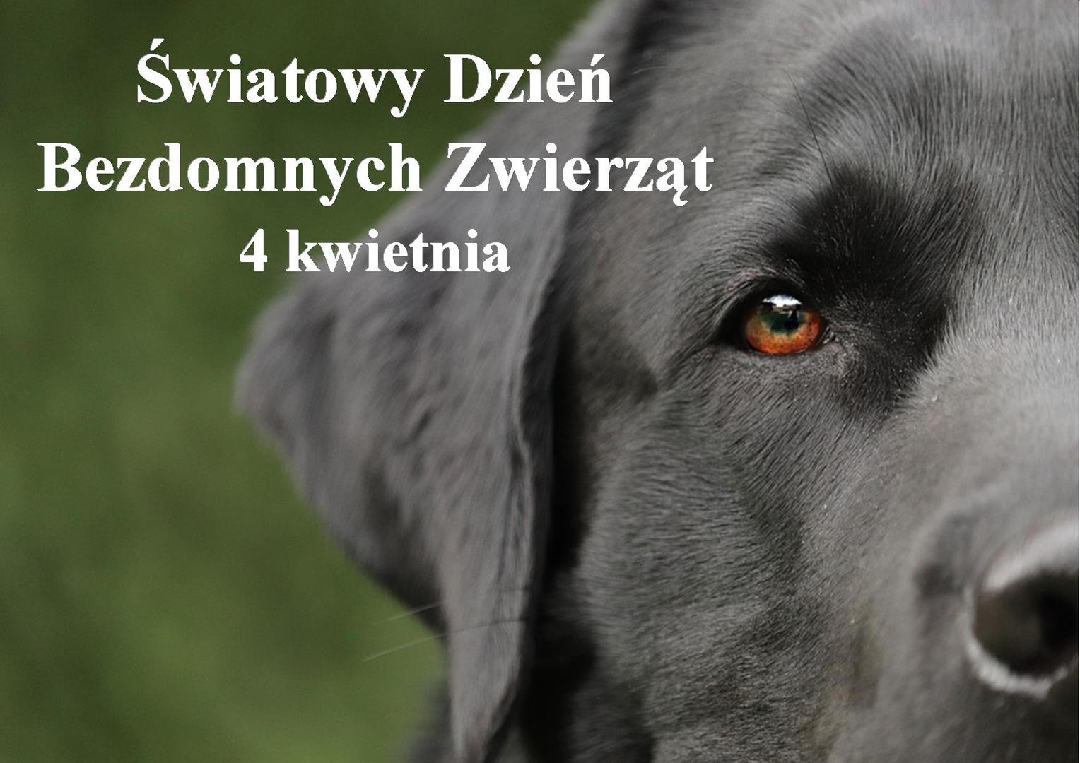 Zdjęcie psa