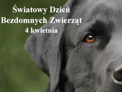 Zdjęcie psa