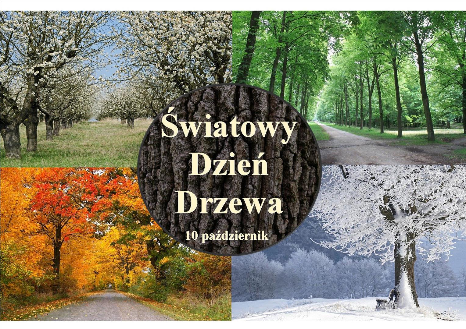 Zdjęcia drzew