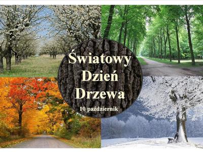 Zdjęcia drzew