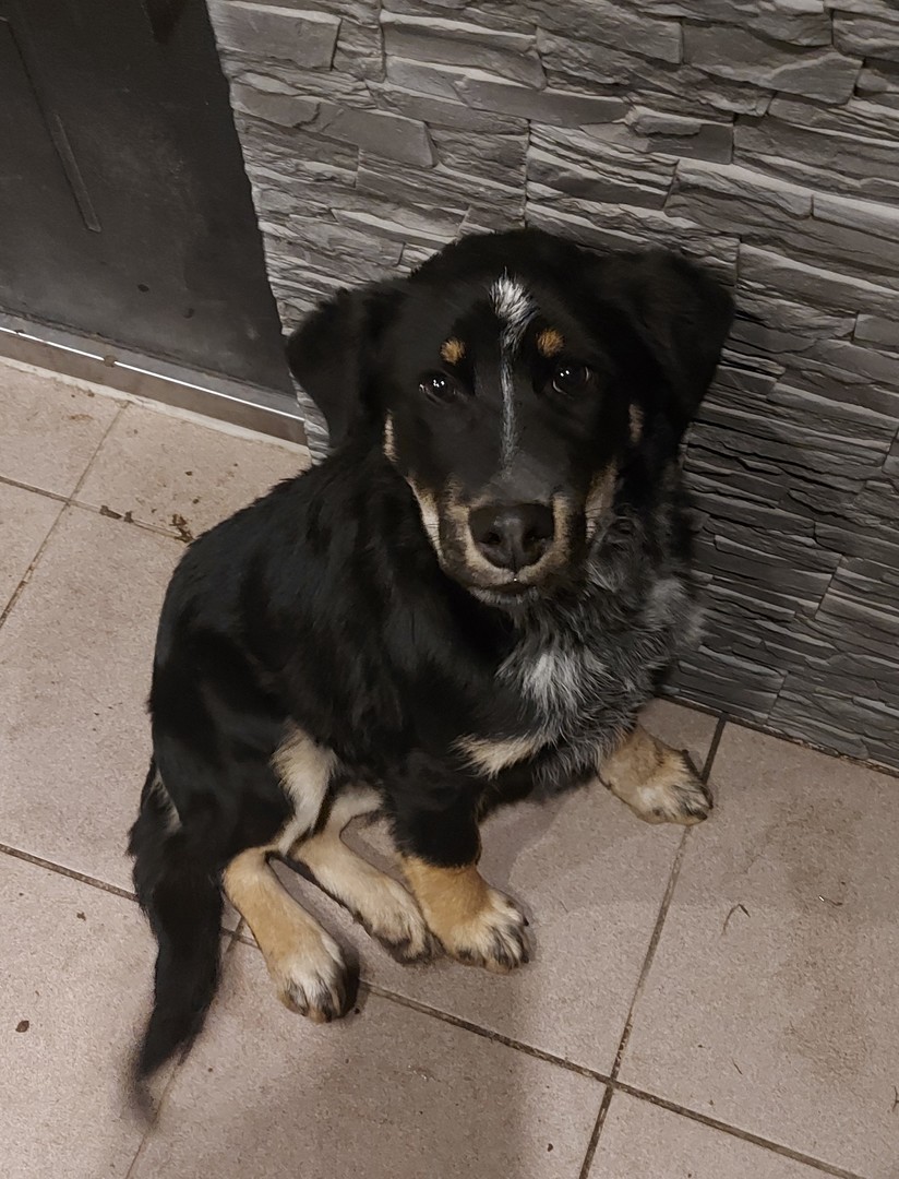 Zdjęcie psa o którym mowa w ogłoszeniu