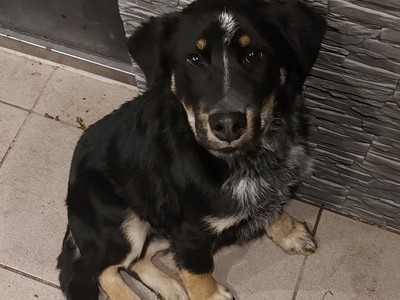 Zdjęcie psa o którym mowa w ogłoszeniu