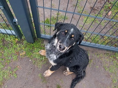 Zdjęcie psa o którym mowa w ogłoszeniu