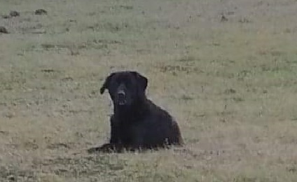 Zdjęcie psa o którym mowa w ogloszeniu