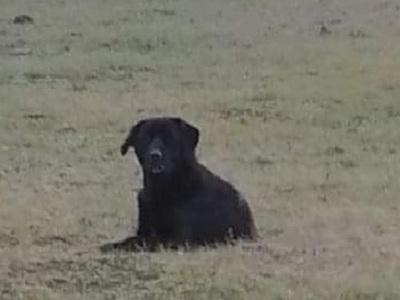 Zdjęcie psa o którym mowa w ogloszeniu