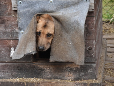 Zbiórka karmy dla przytuliska zorganizowana przez MRG Gościeradów