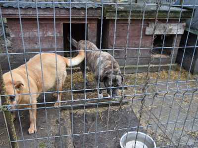 Zbiórka karmy dla przytuliska zorganizowana przez MRG Gościeradów