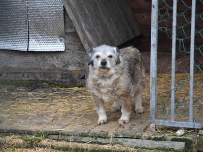 Zbiórka karmy dla przytuliska zorganizowana przez MRG Gościeradów