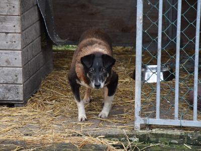 Zbiórka karmy dla przytuliska zorganizowana przez MRG Gościeradów