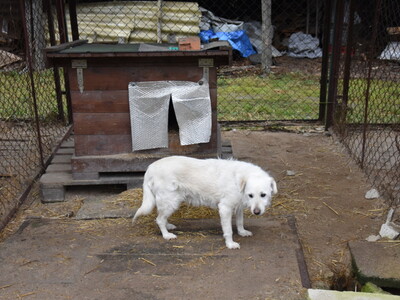 Zbiórka karmy dla przytuliska zorganizowana przez MRG Gościeradów