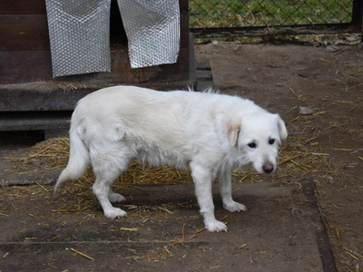 Zbiórka karmy dla przytuliska zorganizowana przez MRG Gościeradów