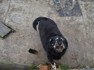 Zbiórka karmy dla przytuliska zorganizowana przez MRG Gościeradów