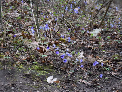 Zdjęcie z wyjazdu radnych i sołtysów z gminy Gościeradów do Kazimierza Dolnego