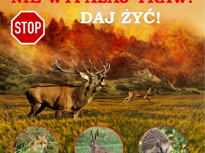 Zdjęcie zwierząt podczas pożaru