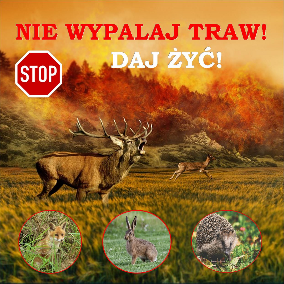 Zdjęcie zwierząt podczas pożaru