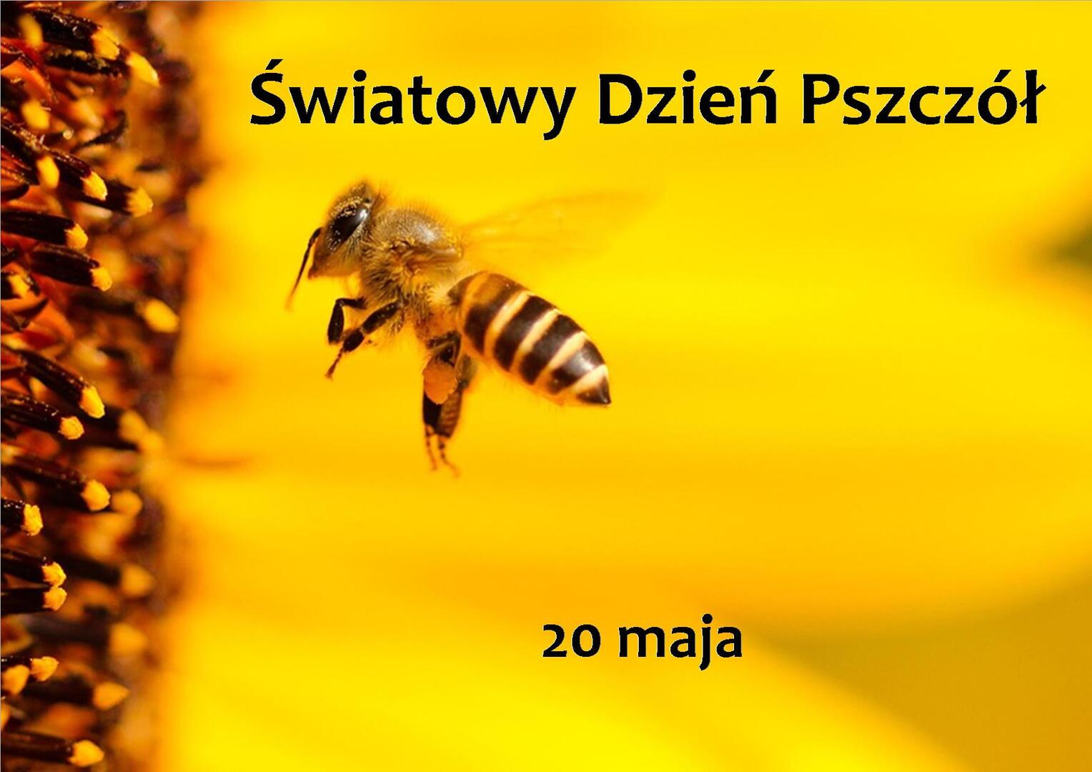 Zdjęcia pszczoły przy kwiatku