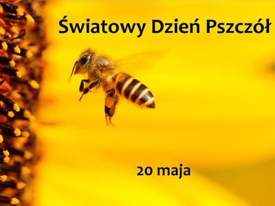 Zdjęcia pszczoły przy kwiatku