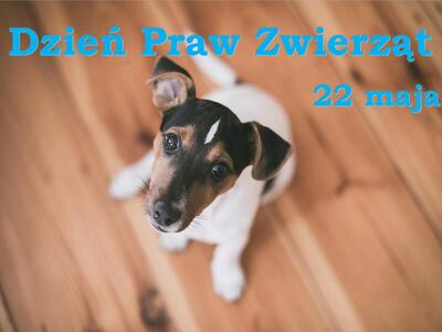 Zdjęcie psa
