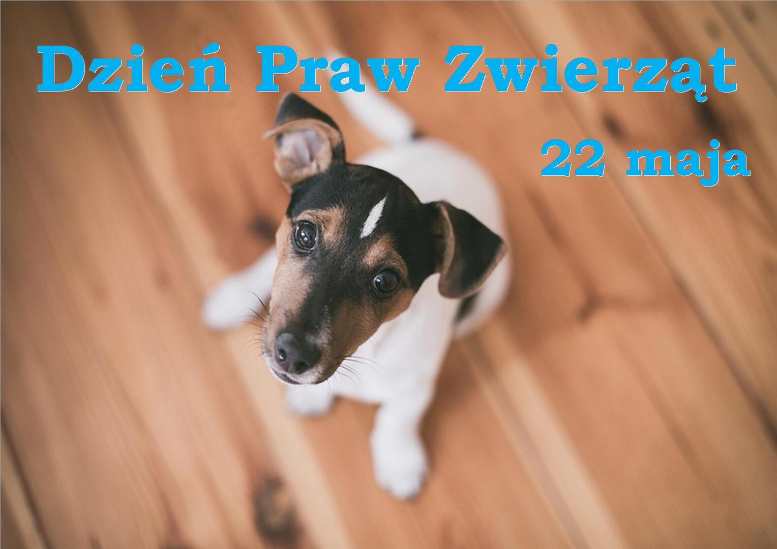 Zdjęcie psa