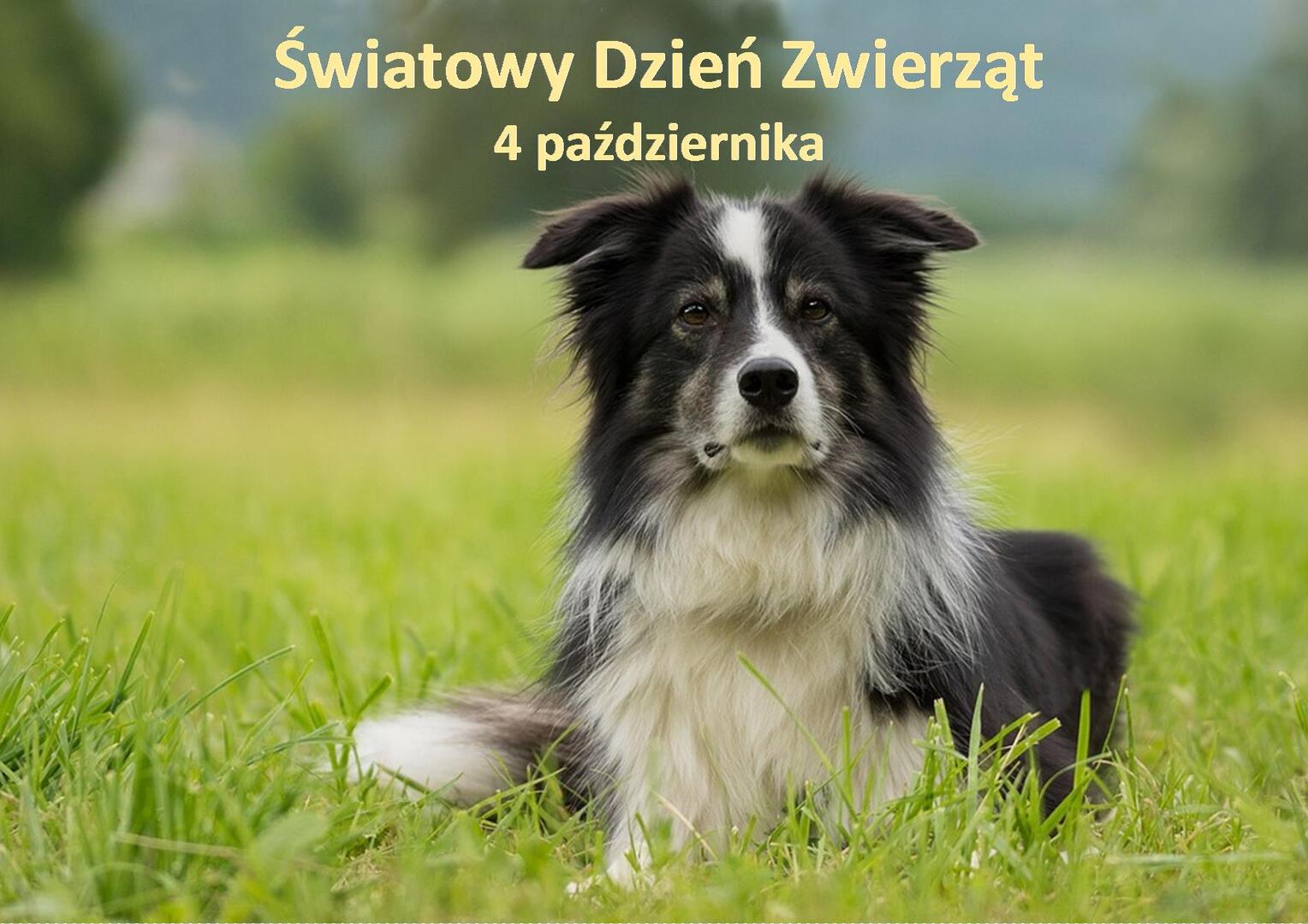 Zdjęcie psa