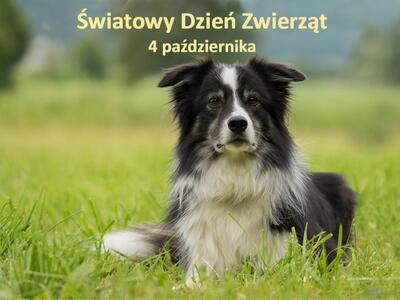 Zdjęcie psa