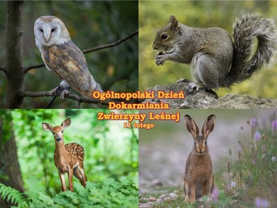 Zdjęcie zwierząt leśnych