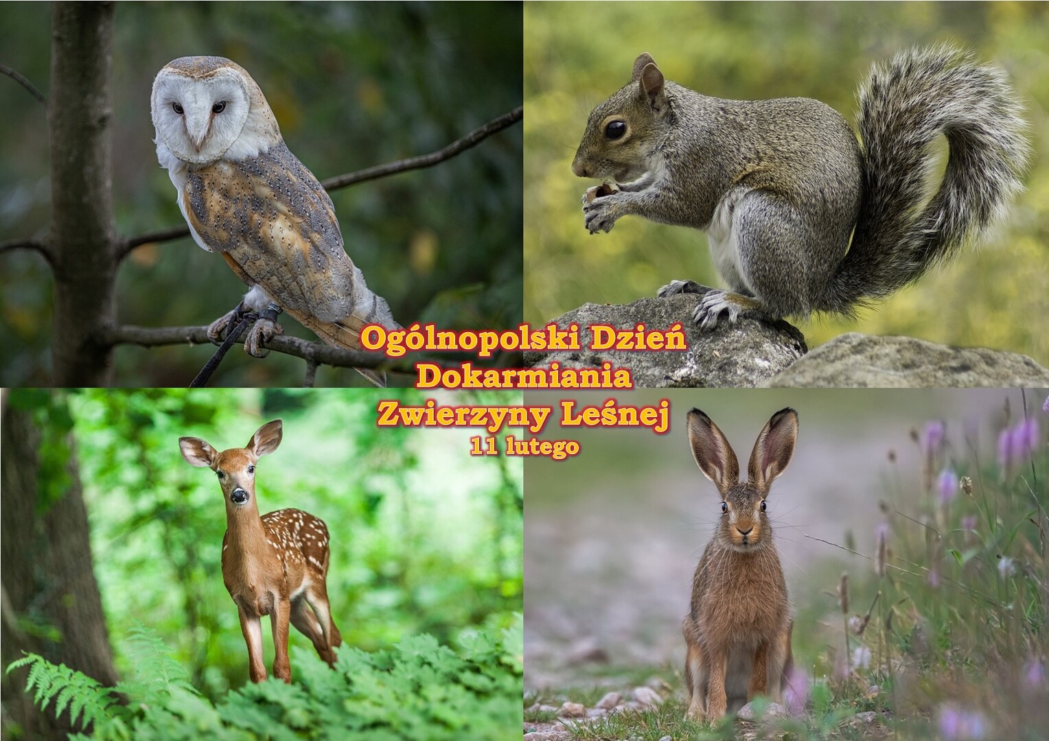 Zdjęcie zwierząt leśnych