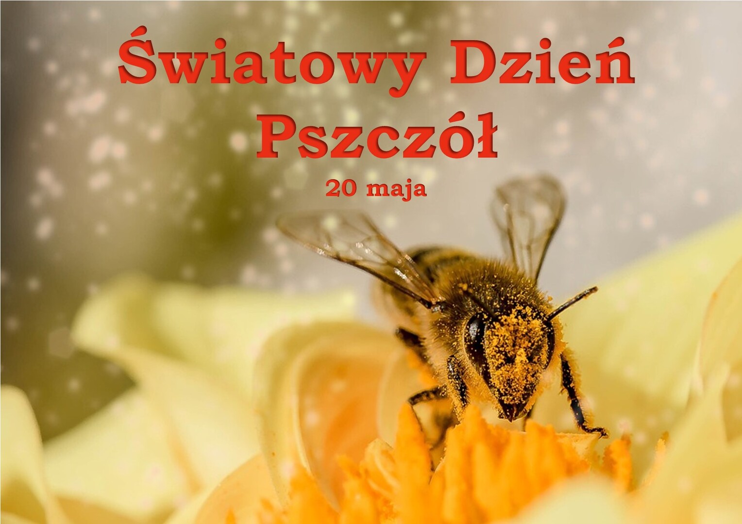 Zdjęcie pszczoły na kwiatku