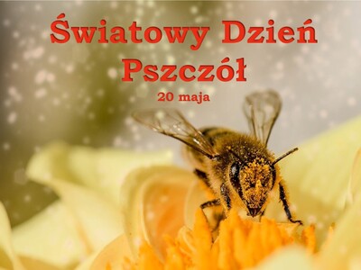 Zdjęcie pszczoły na kwiatku