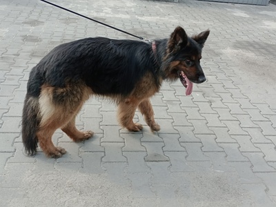 Zdjęcie przedstawiające znalezionego psa