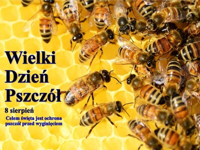 Zdjęcie pszczół
