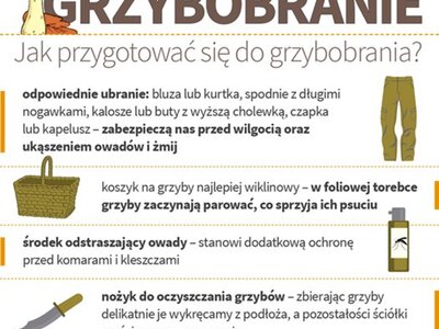 Zdjęcie grafiki grzybów
