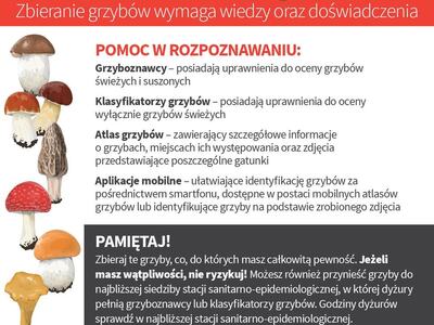 Zdjęcie grafiki grzybów
