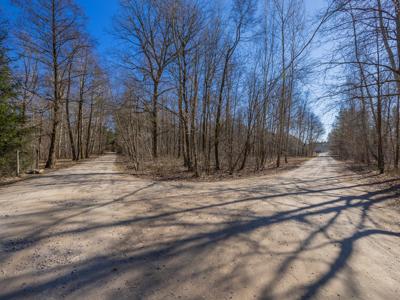 Droga w Lesie Lesznowolskim (2)