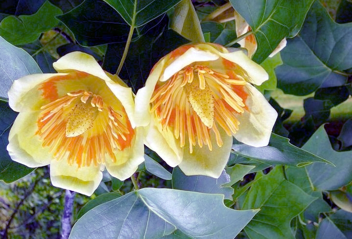 Tulipanowiec