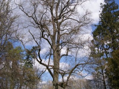 Pomnik przyrody tulipanowiec amerykański