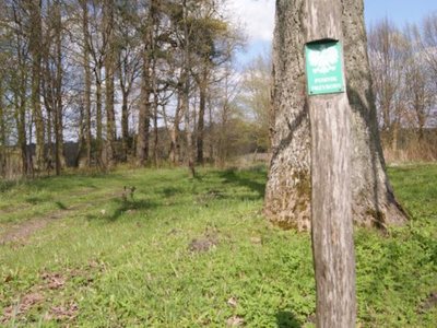 Pomnik przyrody tulipanowiec amerykański