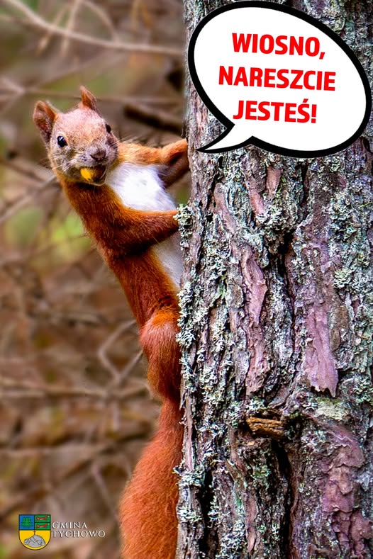 Na zdjęciu wiewiórka przy drzewie.