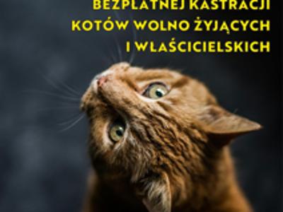 na zdjęciu kot z informacją o wznowieniu akcji sterylizacji/kastracji kotów na terenie Gminy Tychowo.