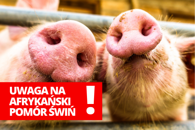 na zdjęciu świnie oraz komunikat o afrykańskim pomorze świń