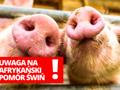 na zdjęciu świnie oraz komunikat o afrykańskim pomorze świń
