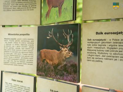Zwierzęta leśnie tablica edukacyjna w  miejscowści Czarnkowo. 