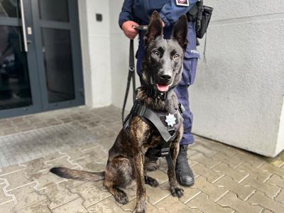 Na zdjęciu owczarek holenderski - Bruno – nowy pies w białogardzkiej Policji