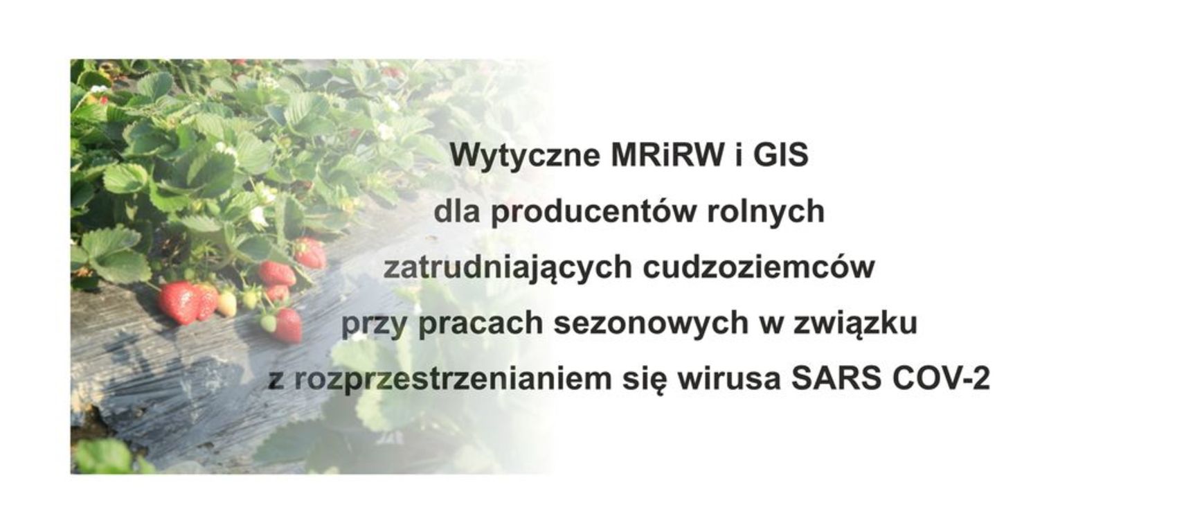 Wytyczne  dla producentów rolnych 